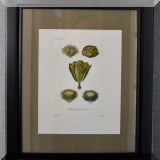 A04. Framed botanical print. 